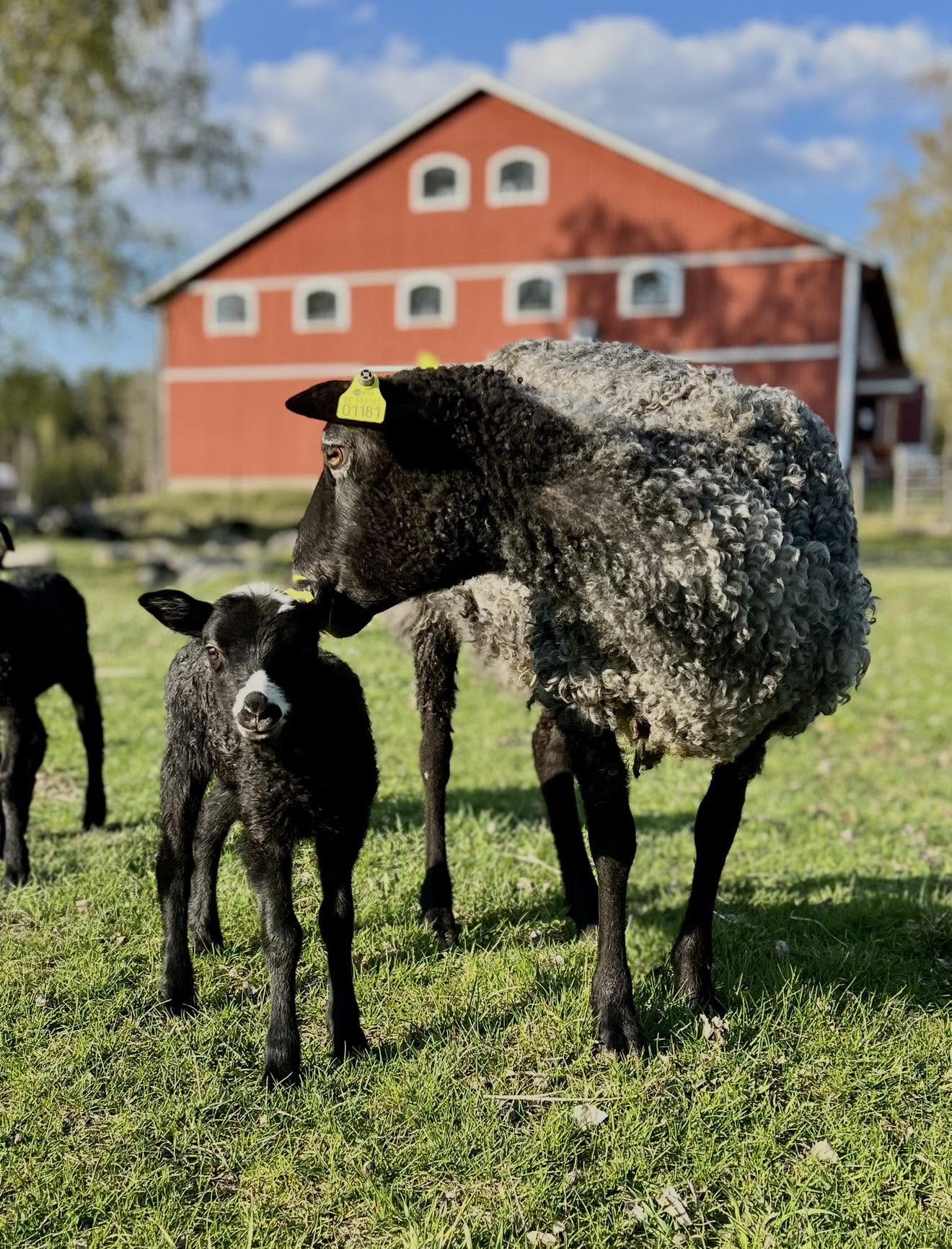 Får och lamm på Vinnersjö Gård