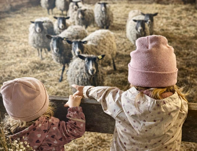 Barn tittar på får på Vinnersjö Gård
